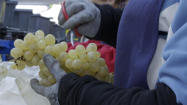 Los productores de uva del Vinalopó estiman que se consumirán dos millones de kilos en Nochevieja
