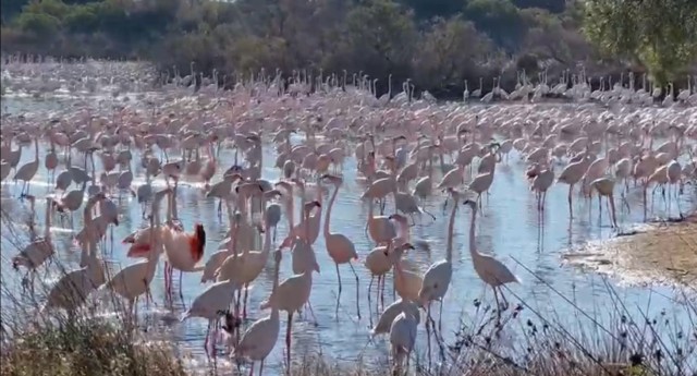 Arroceros piden medidas ante la multiplicación de flamencos en la Albufera: 