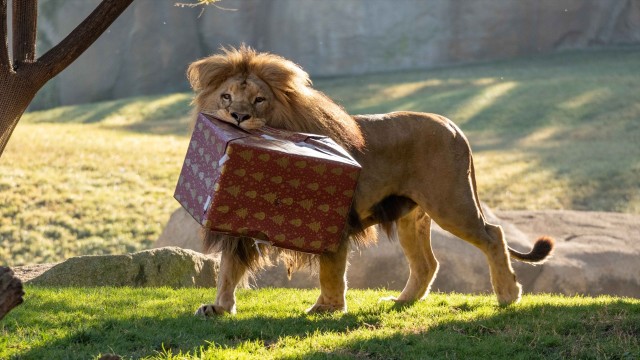 Los animales del Bioparc abren sus regalos de Navidad tras recibir la visita de Papá Noel
