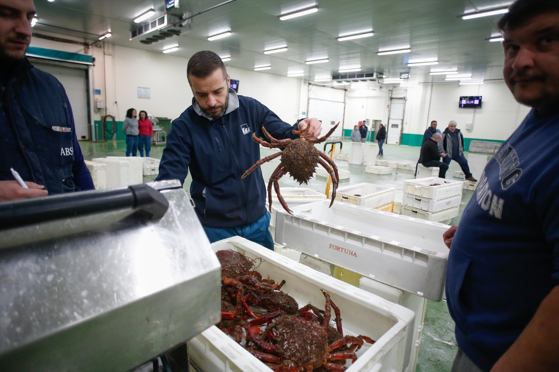 Los percebes, las almejas y la merluza, alimentos que más suben de precio a pocos días de Navidad