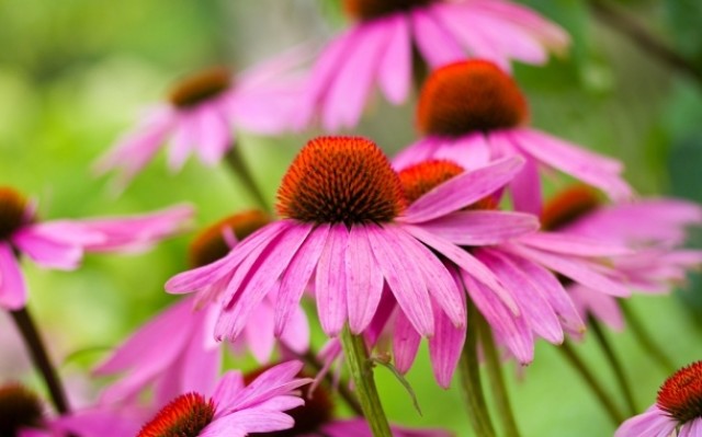 Flores contra la gripe