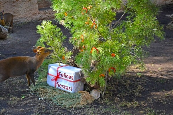 La Navidad se adelanta para los animales de Terra Natura Benidorm con enriquecimientos ambientales especiales

