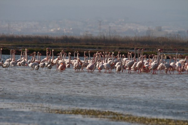 València pide al Ministerio y al Consell que llegue el caudal previsto a la Albufera
