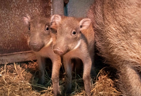 Nacen en Bioparc Valencia las primeras crías de Pumba, de la nueva pareja de facóquero