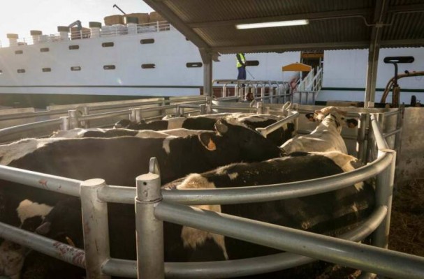 Escombreras impulsará el tráfico de ganado vivo en 2024 con la nueva terminal de embarque que levantará Terminal Ganadera del Mediterráneo

