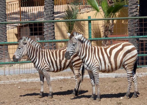 Los animales del Río Safari combaten el verano con peculiares helados