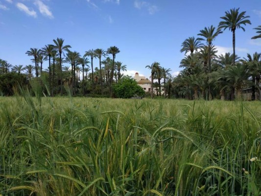 Elche se fija completar el Plan Especial del Palmeral para 2024 y ya empieza a trabajar en el Plan de Gestión