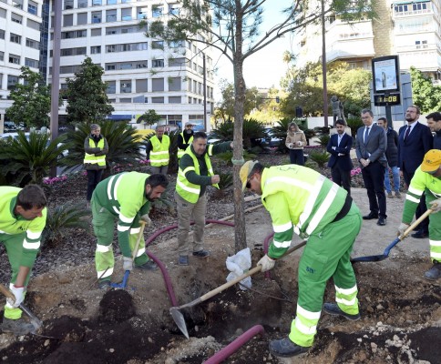 Un enorme pino carrasco adorna ya la plaza Díez de Revenga de Murcia en honor al 'Apóstol del Árbol'