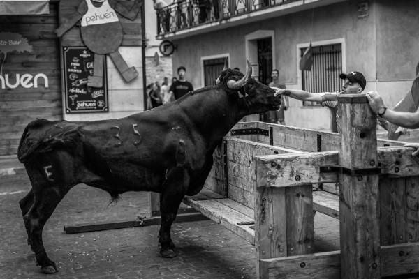 Castalla da a conocer los ganadores del Concurso de Fotografía de la Vaca de Castalla 2023