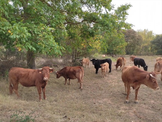 Los consejeros de Agricultura de Vox piden a Planas una vacuna obligatoria que proteja al ganado de la EHE