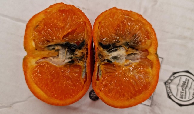 AVA-Asaja alerta de la detección de falsa polilla, que afecta a los cítricos, en granadas marroquíes