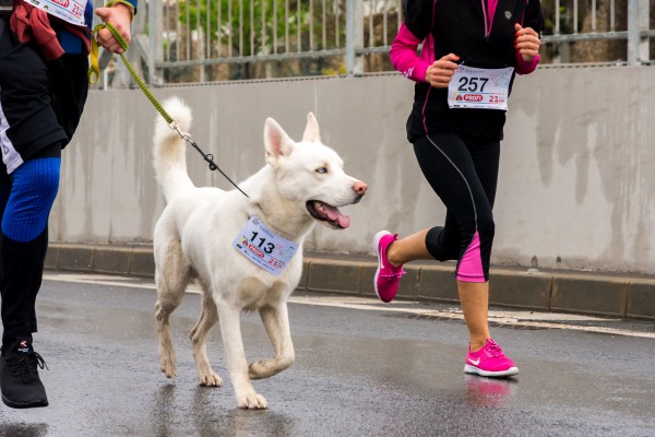 Running con mascotas: zancadas compartidas