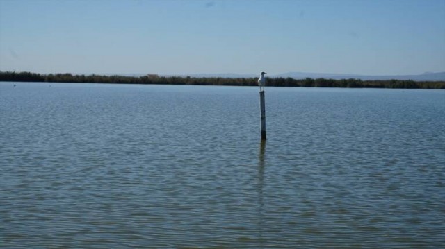 Las plagas y la contaminación en l'Albufera y las playas: los temas que más preocupan en València
