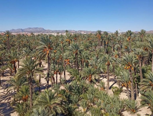 Elche y Consell se reúnen la semana que viene para desbloquear licencias urbanísticas del palmeral 