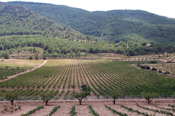 Agricultura convoca ayudas para la gestión forestal sostenible por importe de 7 millones
