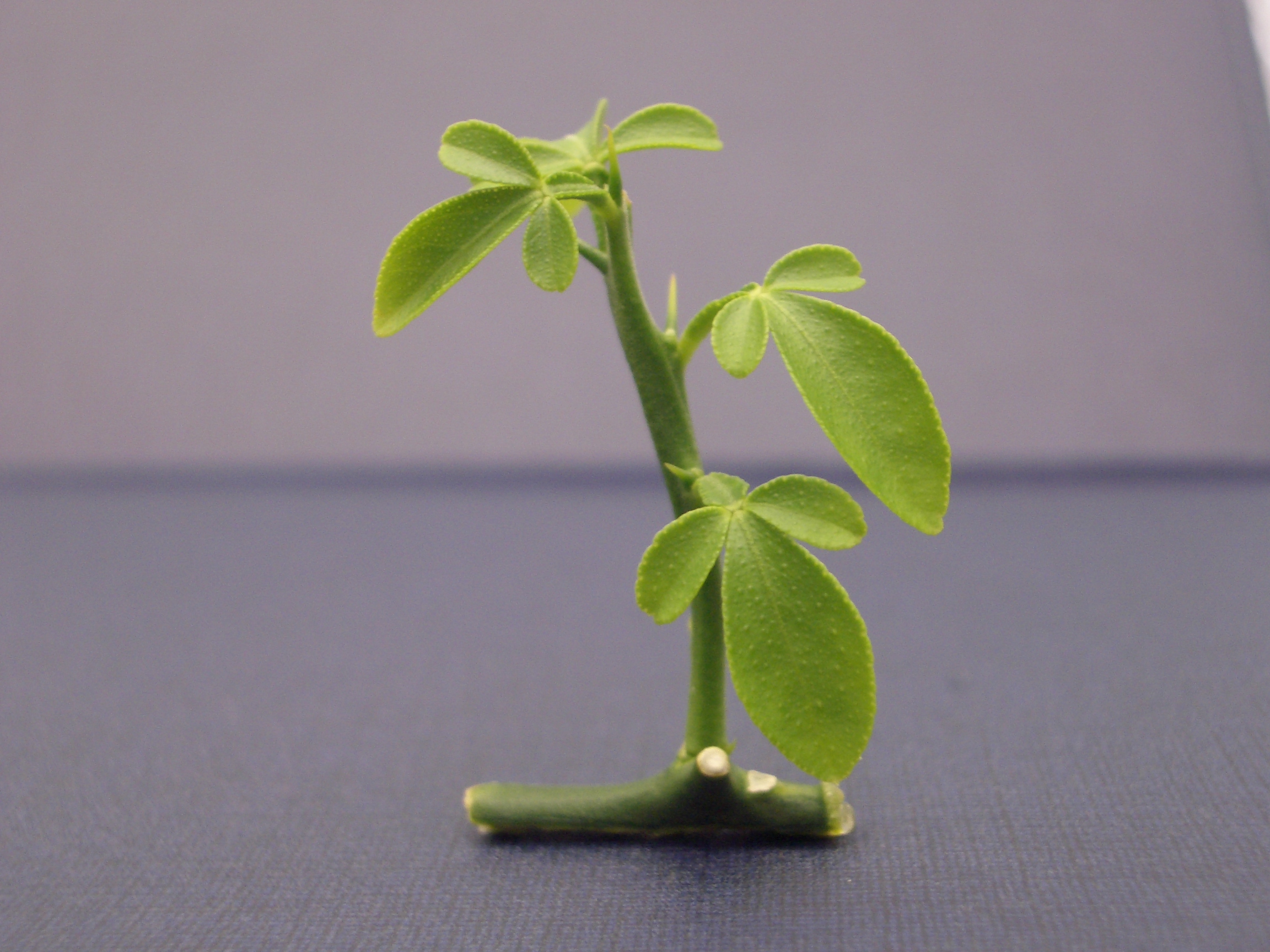 Universitat Jaume I - 