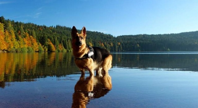 La tecnología para que los perros respiren bajo el agua permitirá que ayuden en el salvamento marítimo