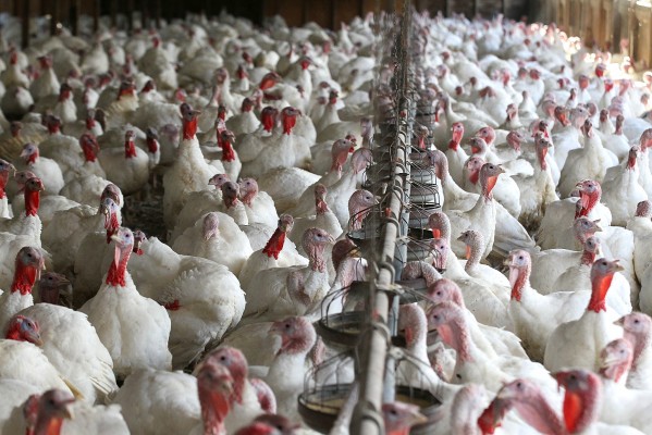Una granja para el engorde de 36.000 pavos se suma a la macroplanta solar Magda en les Coves