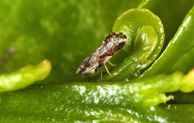 La Unió pide que la UE estudie la expansión en la cuenca mediterránea del vector de la peor plaga citrícola 