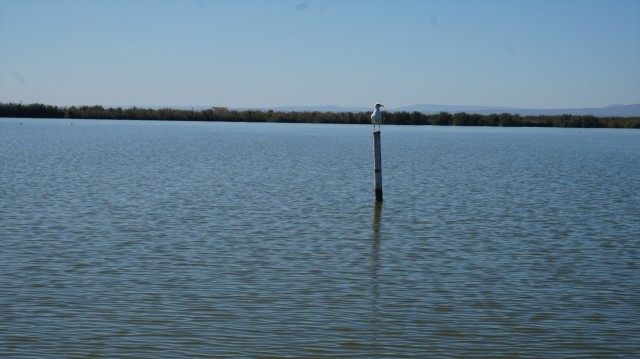 El Ayuntamiento afirma que el descenso del agua de l'Albufera es por inundación invernal de campos