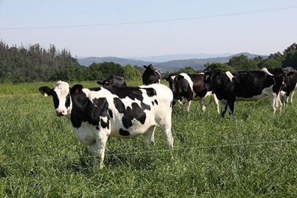 El sector del vacuno cree que no se baja el IVA a la carne por una cuestión 
