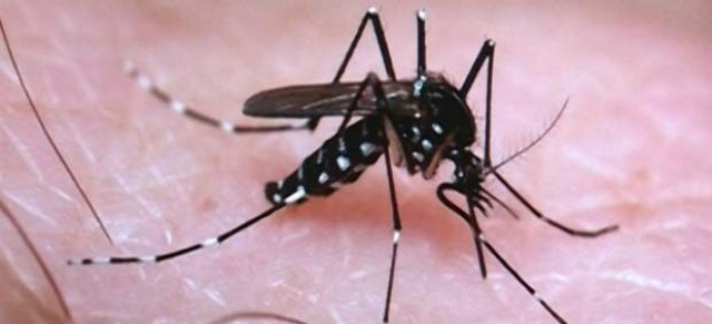 Aumentan a 237 los casos de infección por virus Zika en España, nueve en la Comunitat