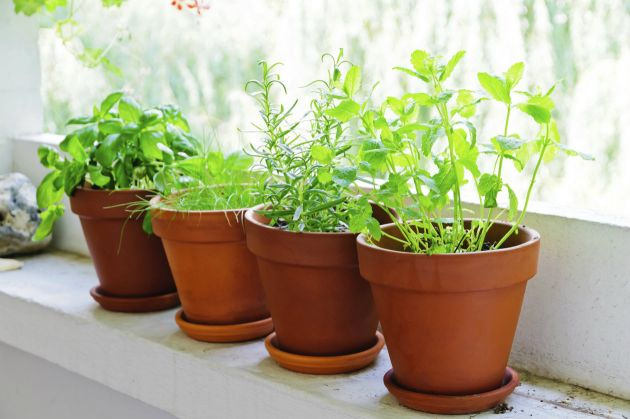 Seleccionar la planta interior adecuada para una casa puede mejorar la calidad del aire