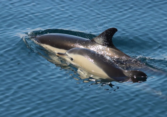 La UV participa en un proyecto de Horizon Europe para reducir la captura de megafauna marina