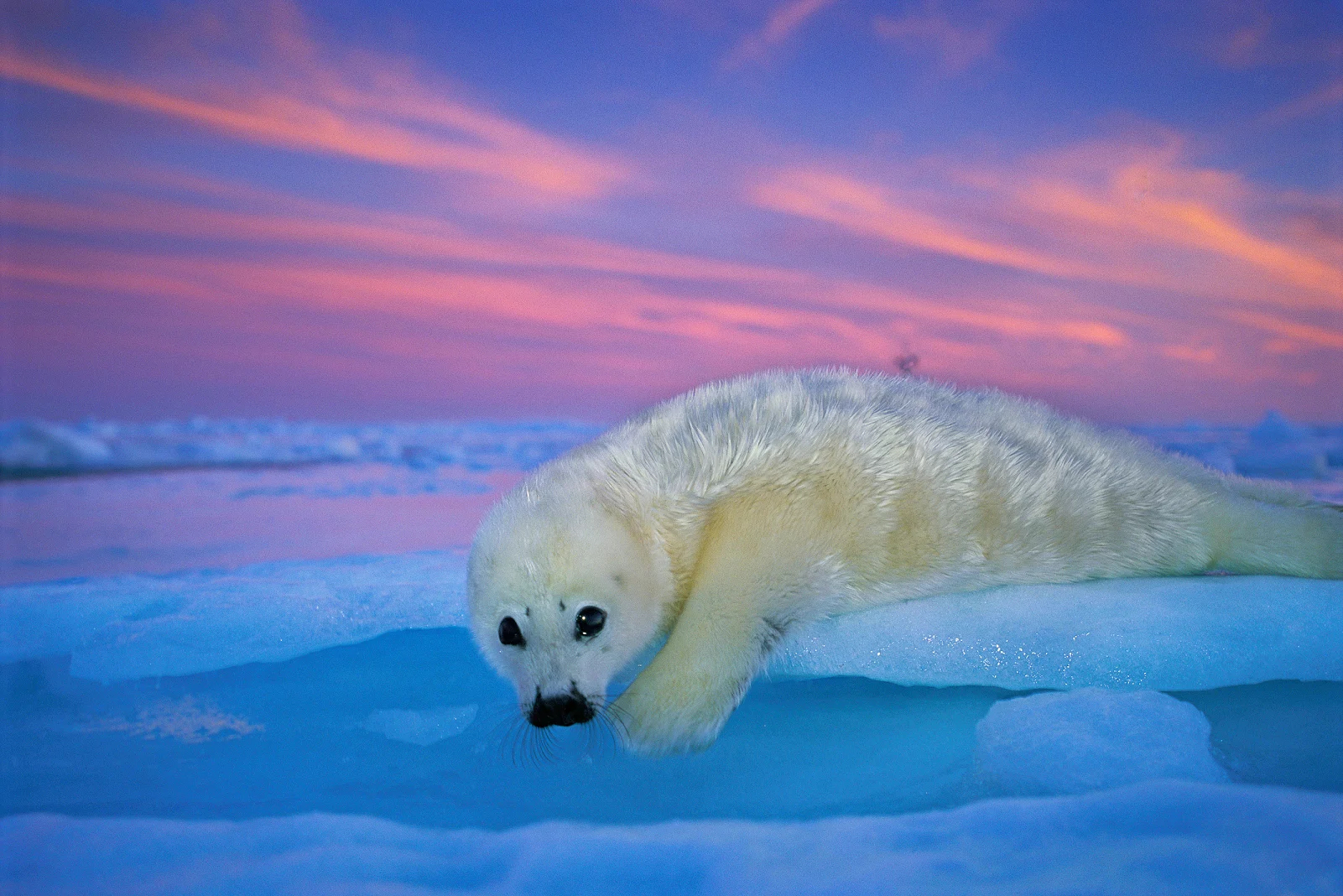 Una foca de Groenlandia de pelaje blanco descansa sobre el hielo bajo el cielo crepuscular. Golfo de San Lorenzo, Canadá. © Brian J. Skerry / National Geographic.  - 