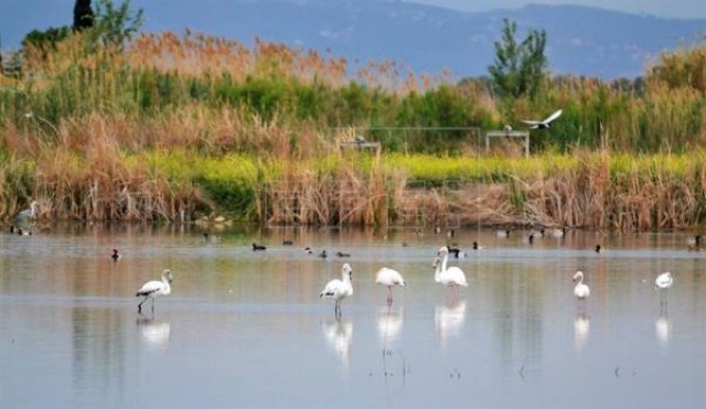 Los ecologistas destacan la importancia de la recuperación del Tancat de la Pipa para las aves