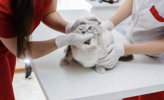 Dos de cada diez veterinarios piensa en abandonar la profesión, según un estudio
