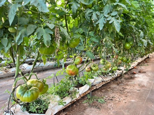 Tomate de invierno: una de las excepciones agrícolas más sabrosas de la provincia