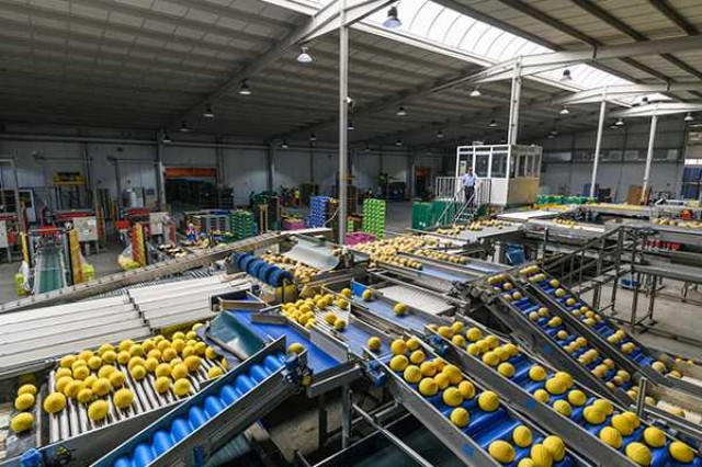 Fruca eleva sus ventas hasta los 190 millones y alcanza las 150.000 toneladas producidas