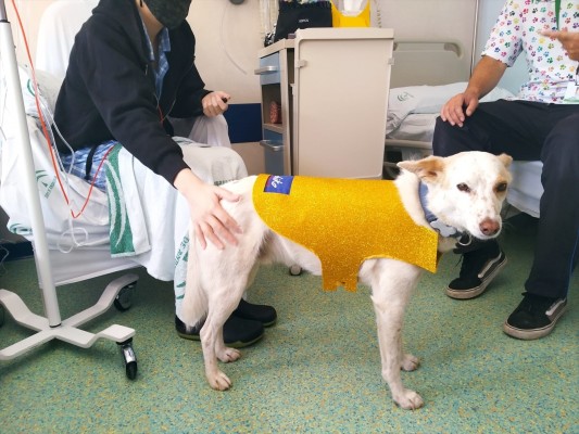 La Conselleria de Sanidad prohíbe el acceso con animales de compañía a centros sanitarios