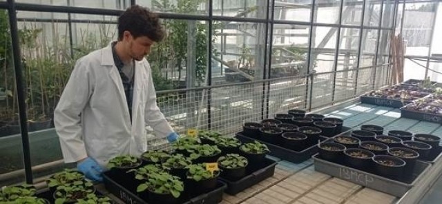 Utilizan plantas para crear nanopartículas con anticuerpos contra la covid-19
