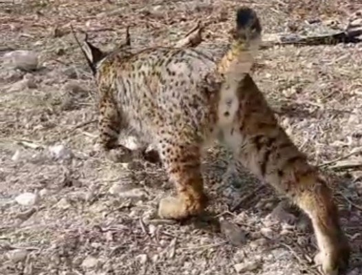 Otros diez linces ibéricos serán reintroducidos en Las Tierras Altas de Lorca
