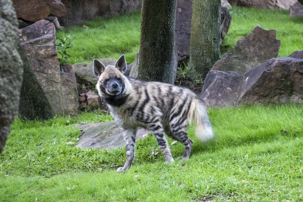 Bioparc Valencia incorpora una pareja de una especie de hiena en peligro de extinción
