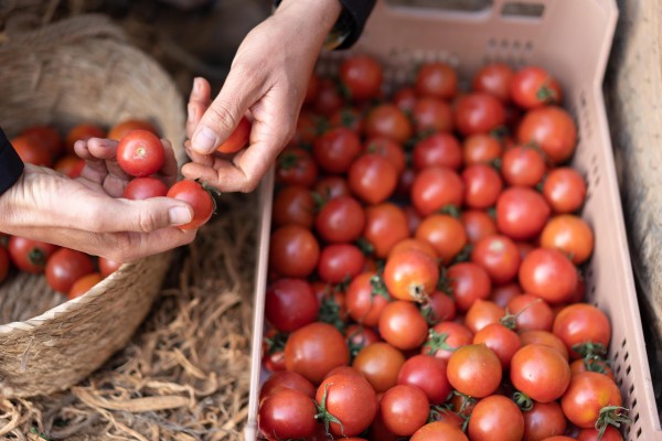 Lidl compra 23.000 toneladas de tomate murciano para suministrar sus tiendas en 30 países