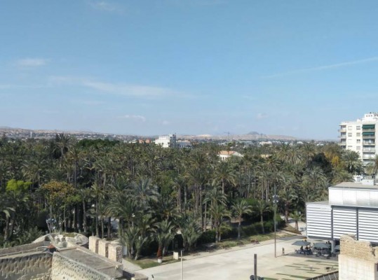 La intención de Elche de reformar legislación del palmeral pone en guardia a conservacionistas