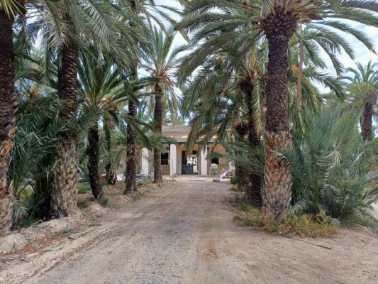 El Palmeral de Elche: bla, bla, bla...