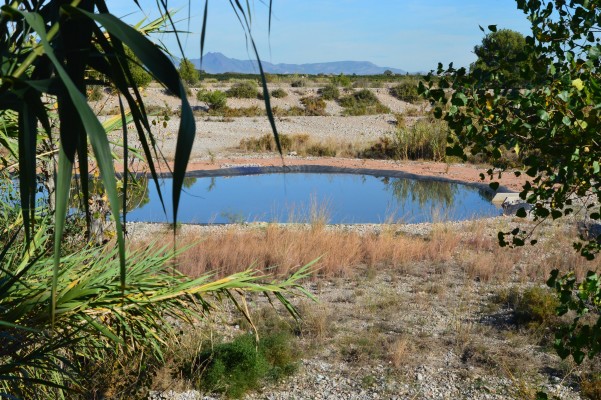 La cuarta laguna de la Desembocadura del río Mijares continúa con su proceso de naturalización
