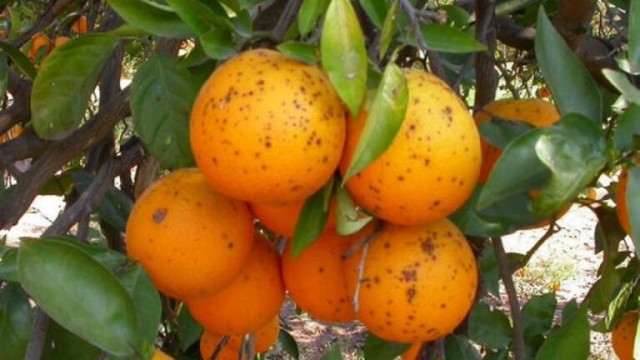 Plagas sudafricanas: alerta naranja
