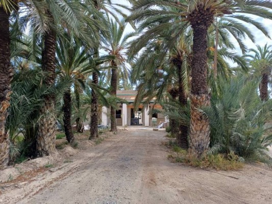 La no gestión de los órganos del palmeral en Elche: 28 licencias por conceder y Plan Especial caducado