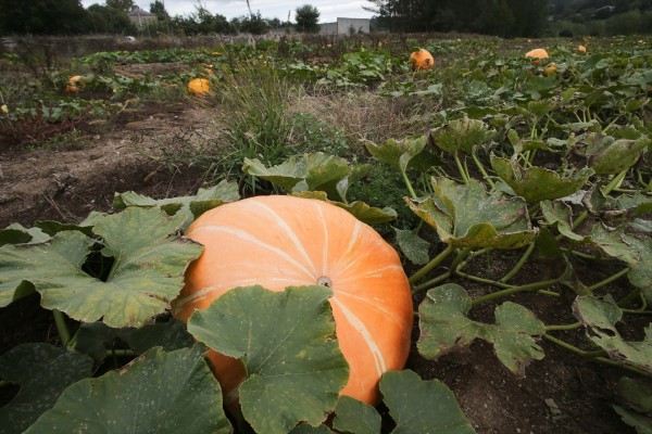 Tiempo de calabazas