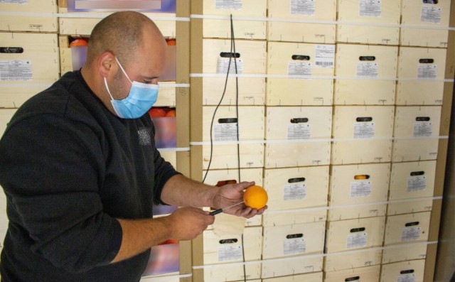El sector citrícola español estalla: Sudáfrica envía fruta con plagas y demuestra que no las controla