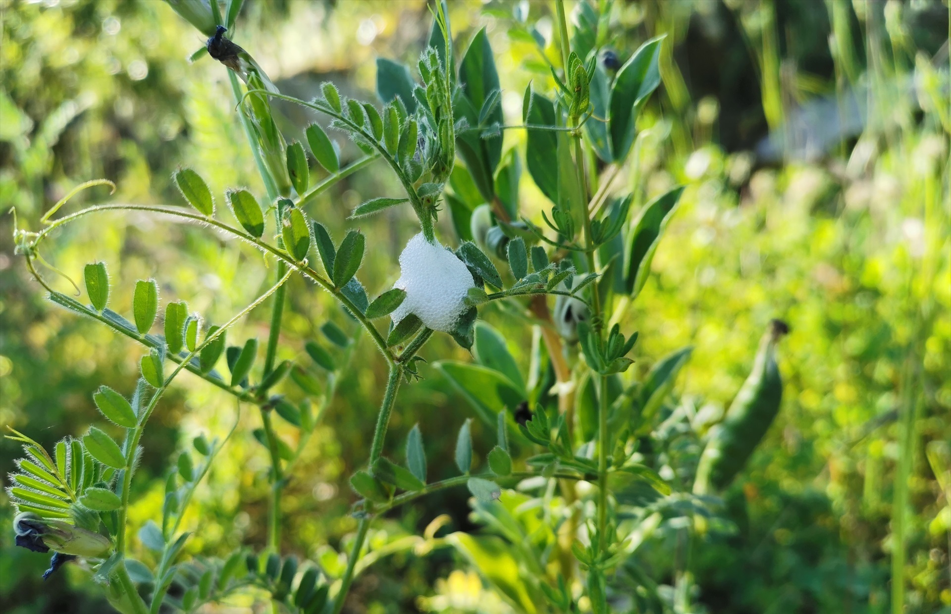 Planta afectada por la 'Xylella fastidiosa'. Foto: CAIB - 