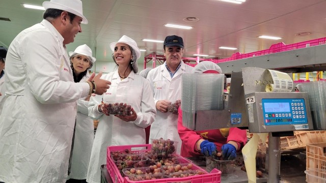 El 85% de la uva de mesa que se produce en España está cosechada en la Región de Murcia