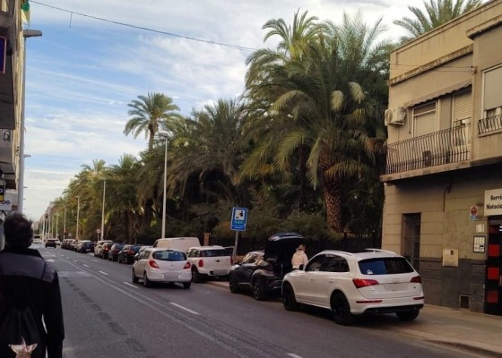 Varios colectivos de Elche llevan a Icomos la eliminación del carril bici por afección al palmeral