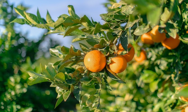 Mercadona comprará 11.000 toneladas de naranjas a agricultores de la Región de Murcia