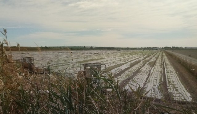 Autorizan la transformación a regadío de 48 hectáreas de huerta en Los Carrizales de Elche